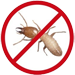 Image Of Termite