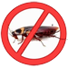 Image of Big Cockroach